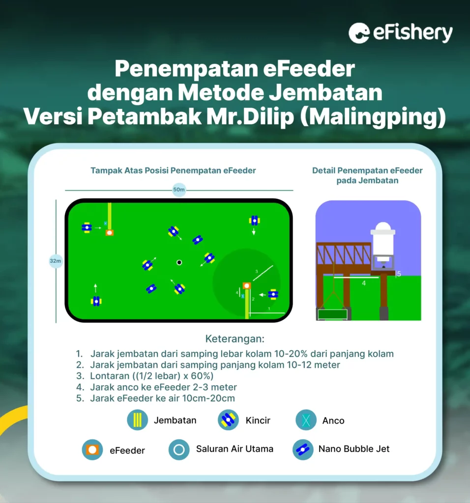 penempatan efeeder dengan metode jembatan versi petambak mr. dilip malingping