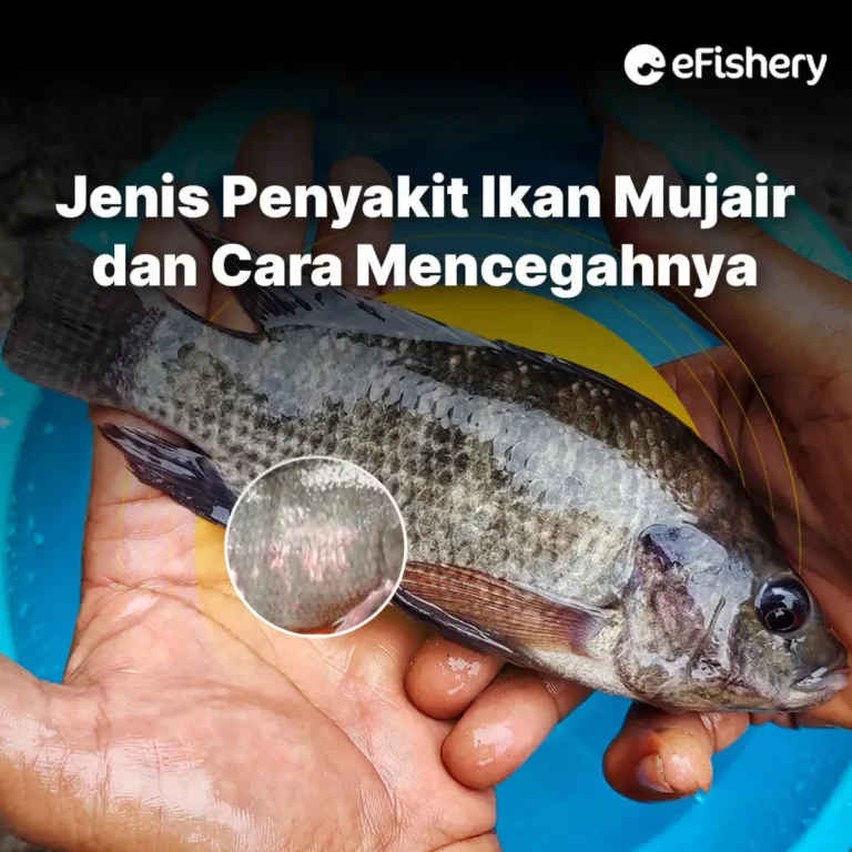 penyakit ikan mujair