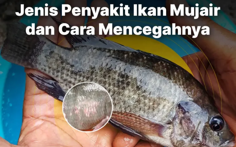 penyakit ikan mujair