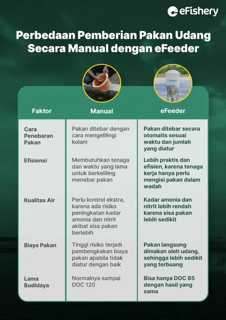 perbedaan pemberian pakan udang secara manual dengan efeeder