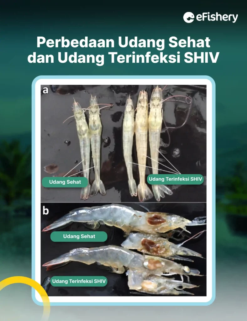 perbedaan udang sehat dan udang terinfeksi shiv