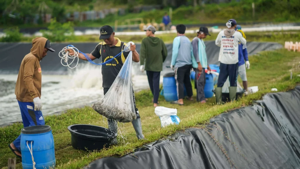 petambak bersiap panen udang