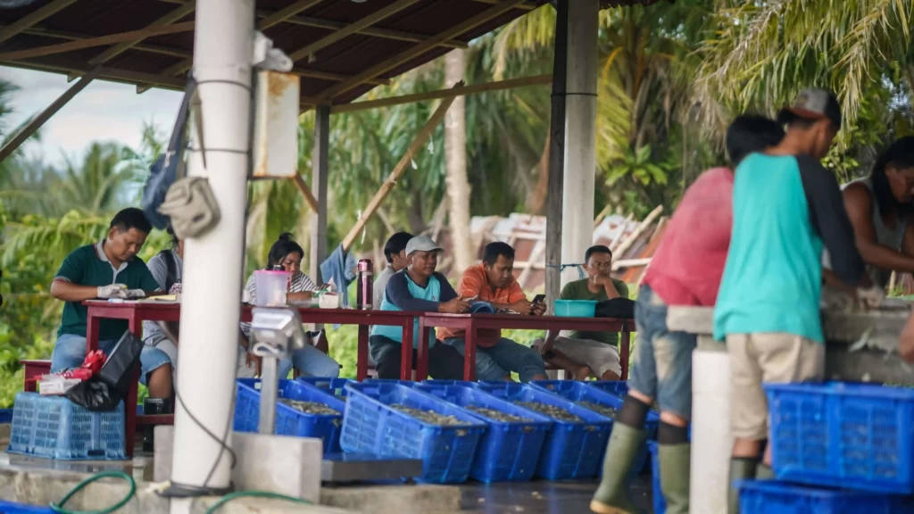 petambak melakukan penanganan pasca panen udang