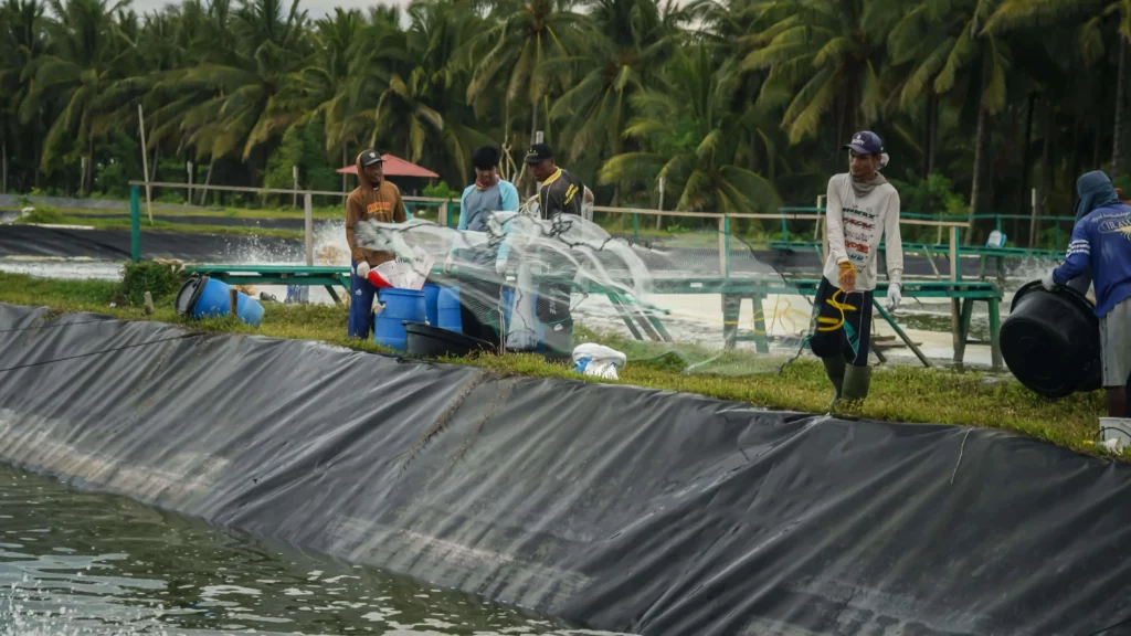 petambak udang panen