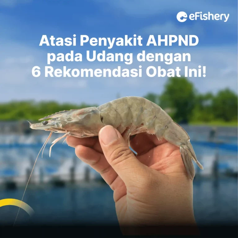 rekomendasi obat ahpnd pada udang