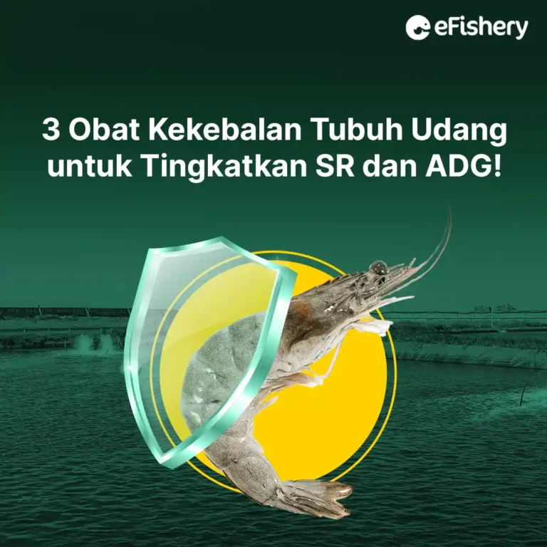 rekomendasi obat kekebalan tubuh udang untuk tingkatkan SR dan ADG