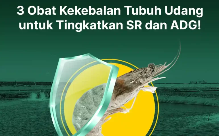 rekomendasi obat kekebalan tubuh udang untuk tingkatkan SR dan ADG