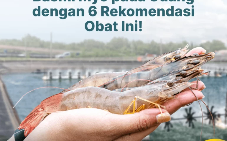 basmi myo pada udang dengan 6 rekomendasi obat