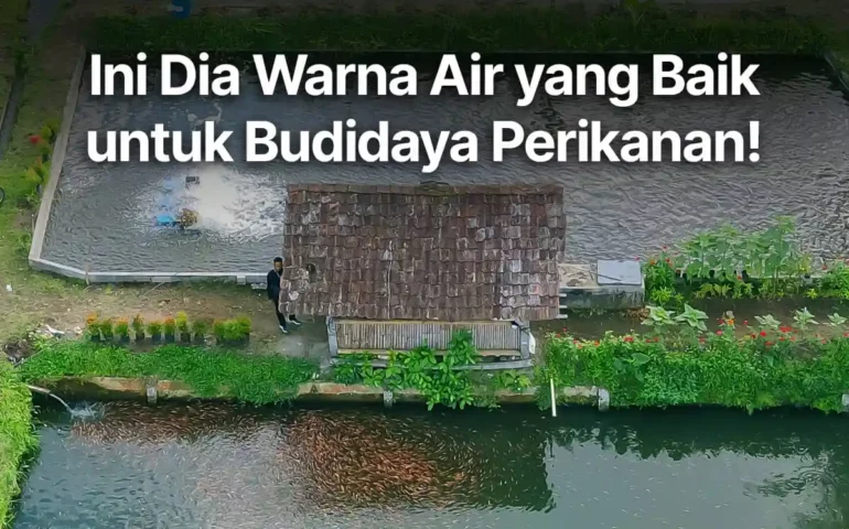 warna air yang baik untuk budidaya perikanan