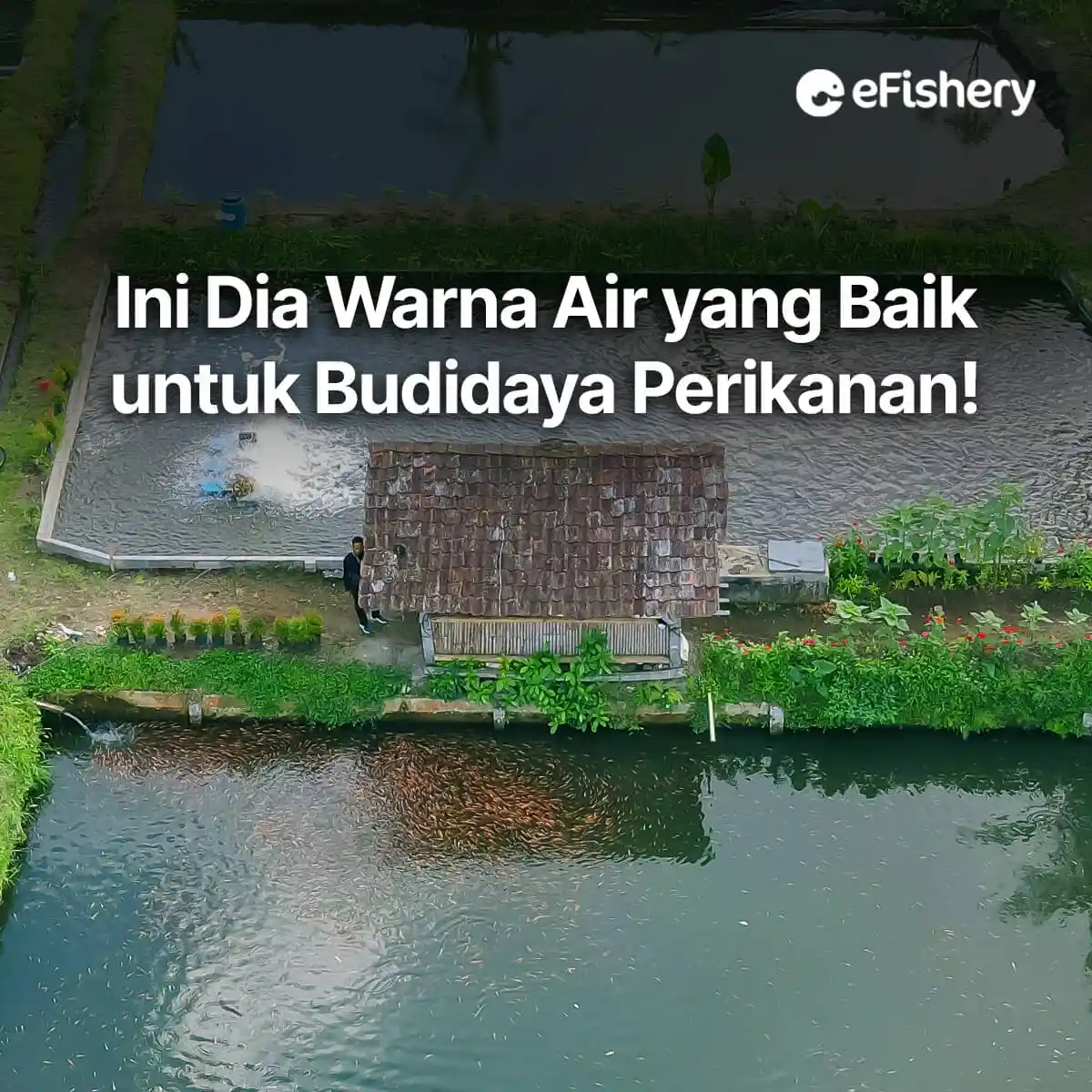 warna air yang baik untuk budidaya perikanan