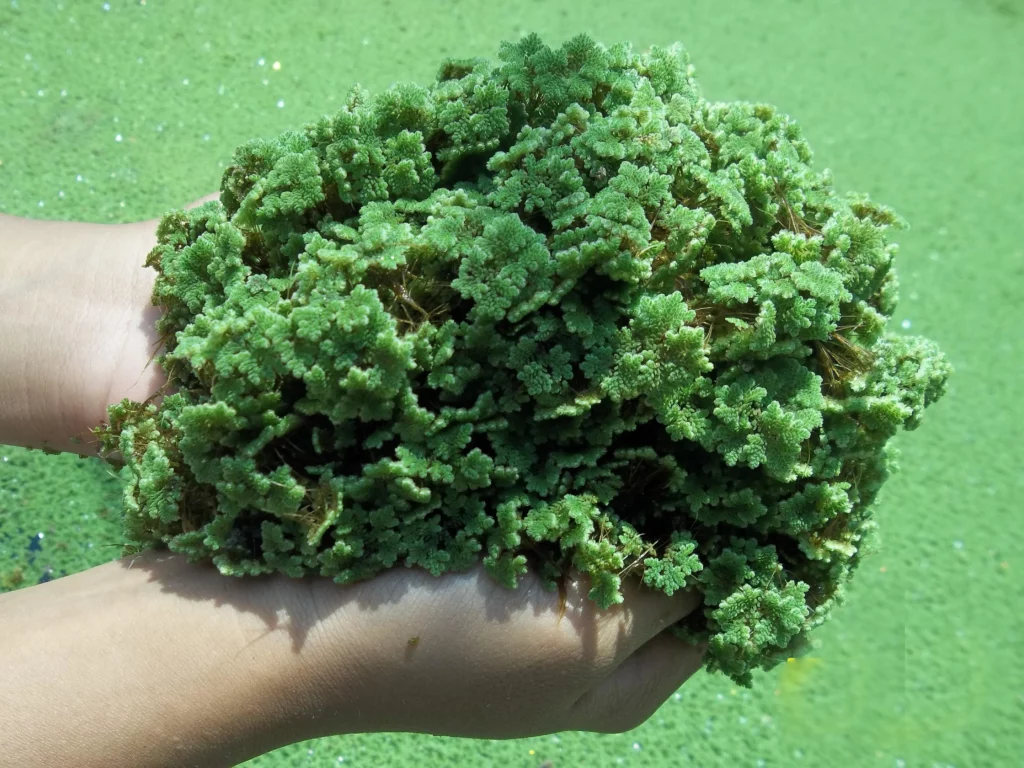 azolla