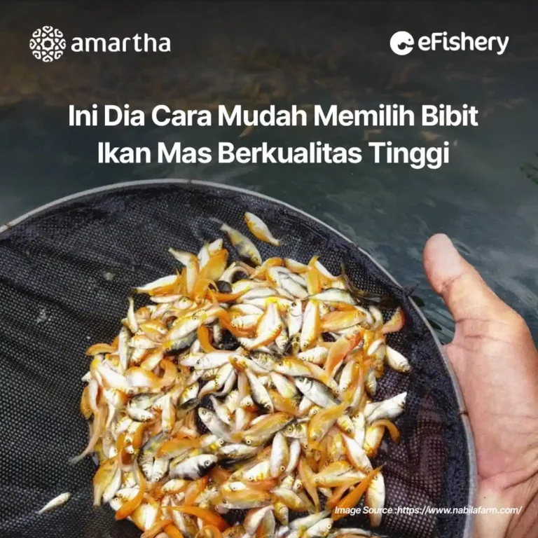 bibit ikan mas