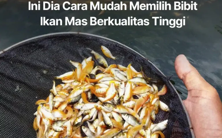 bibit ikan mas