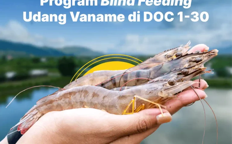 blind feeding udang vaname