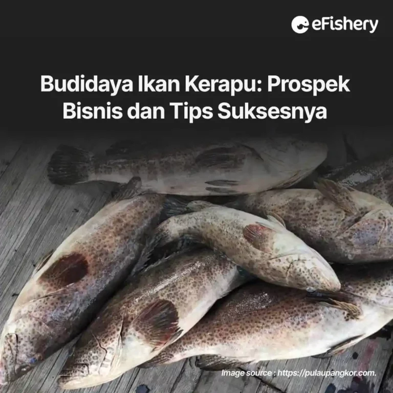 budidaya ikan kerapu