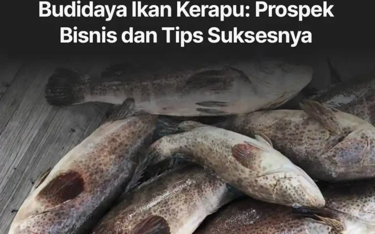 budidaya ikan kerapu