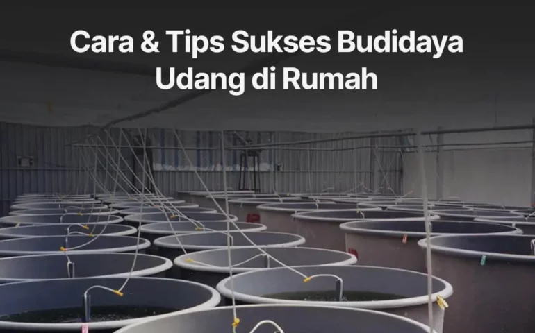 budidaya udang di rumah