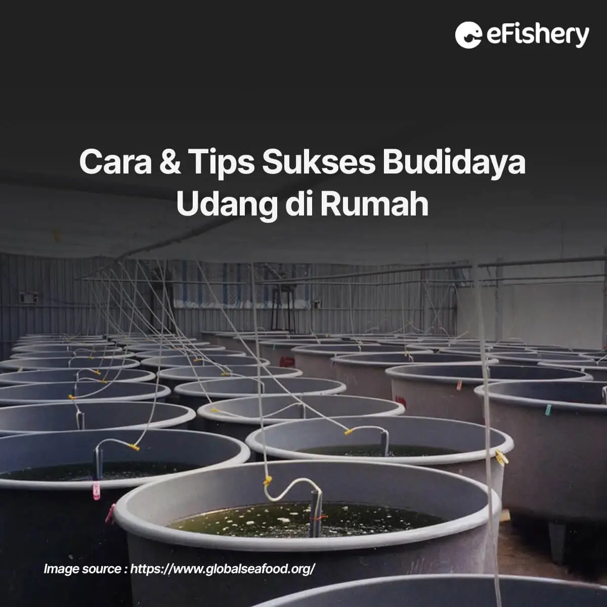 budidaya udang di rumah