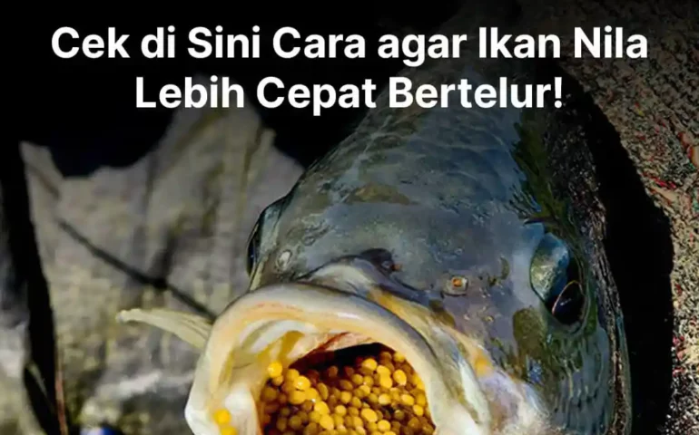 cara agar ikan nila cepat bertelur