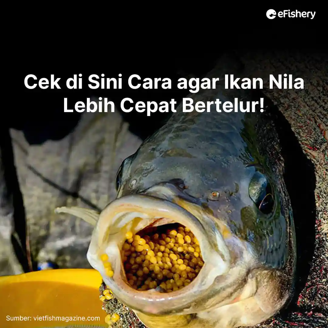 cara agar ikan nila cepat bertelur