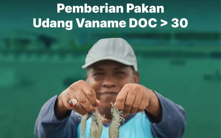 cara buat tabel pemberian pakan udang vaname