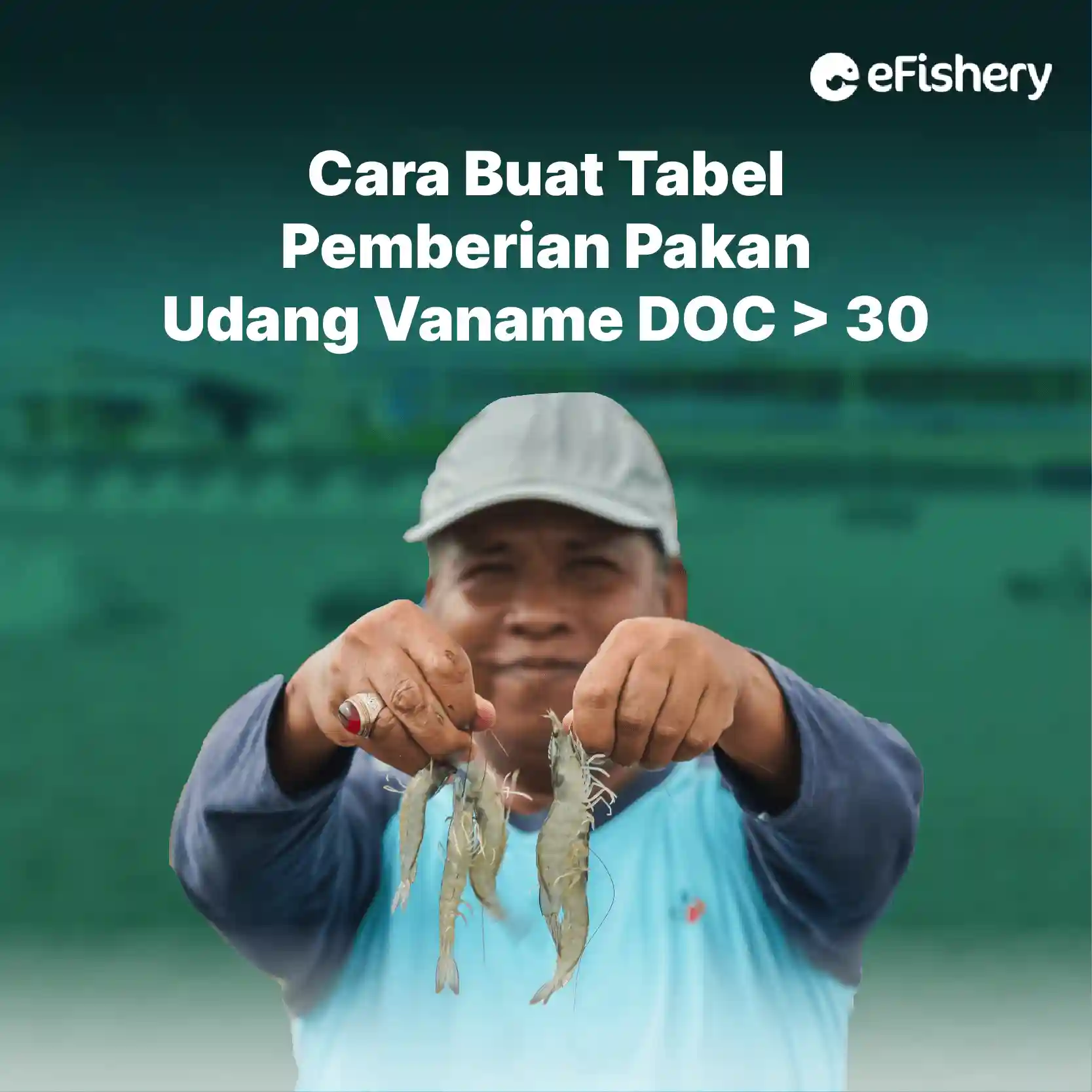 cara buat tabel pemberian pakan udang vaname