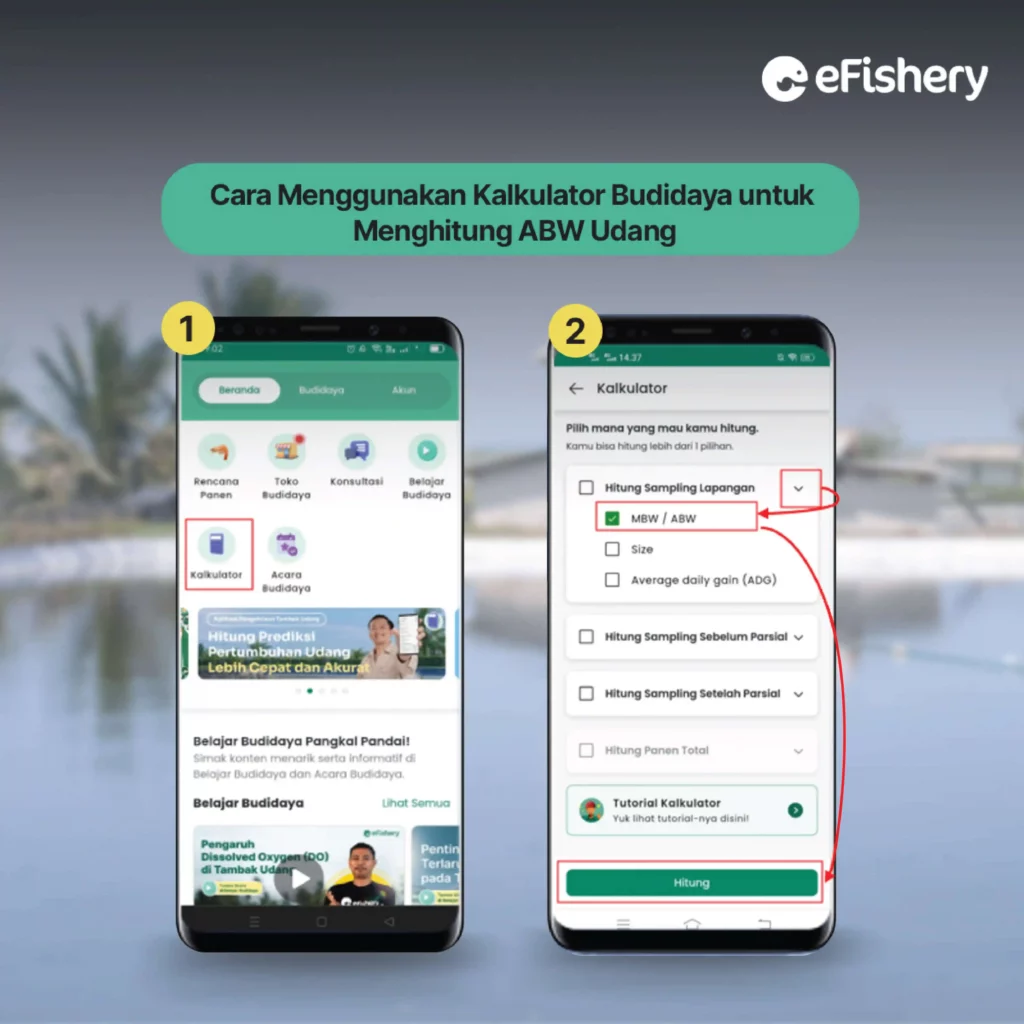 cara menghitung abw udang dengan kalkulator budidaya 1