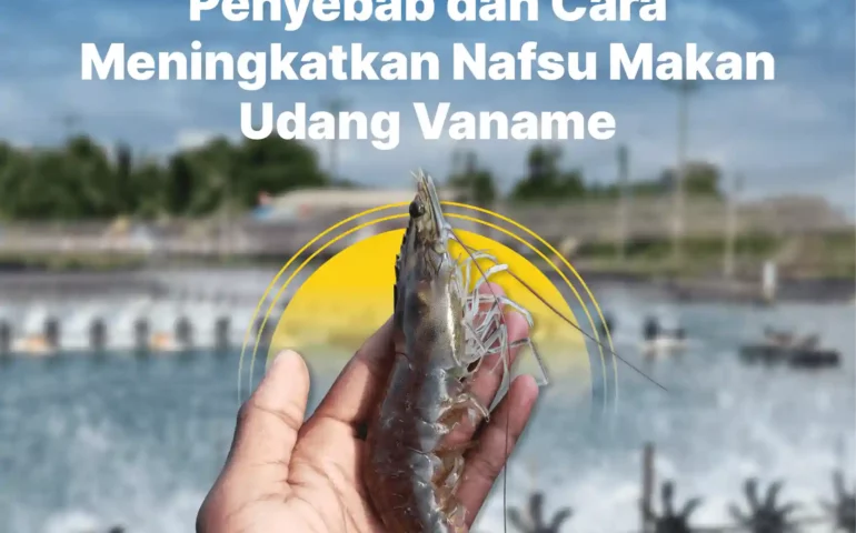 cara meningkatkan nafsu makan udang vaname