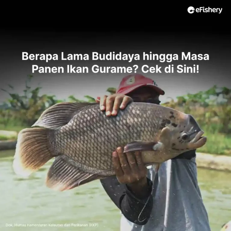 masa panen ikan gurame