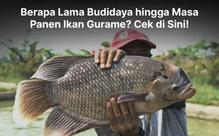 masa panen ikan gurame