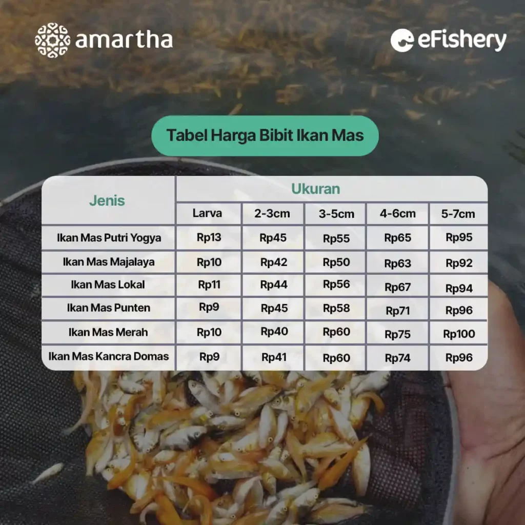 daftar harga bibit ikan mas