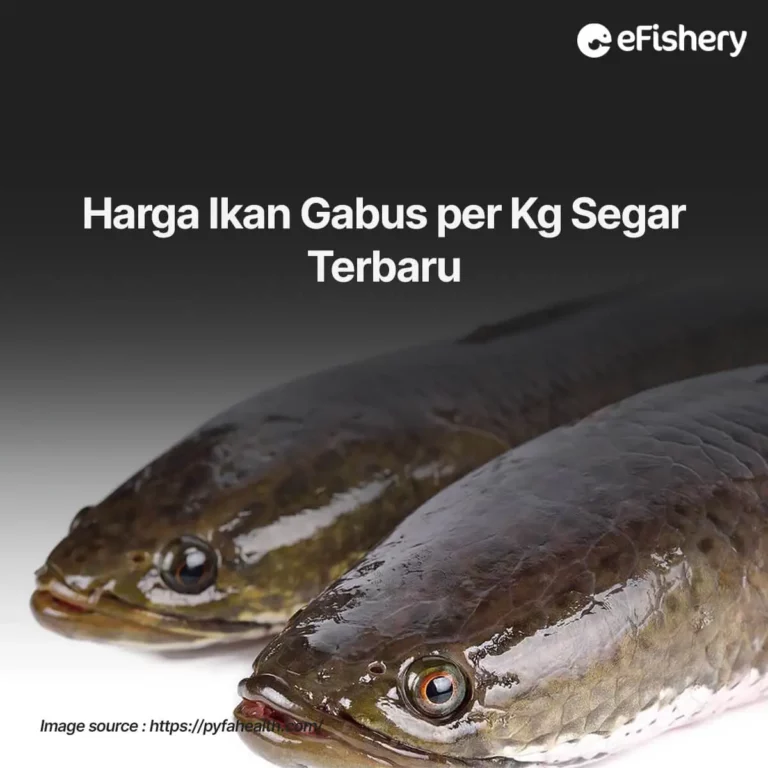 harga ikan gabus