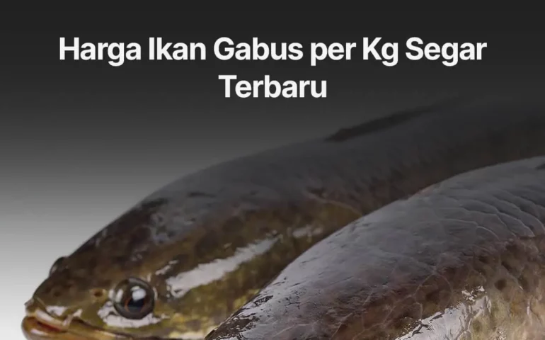 harga ikan gabus