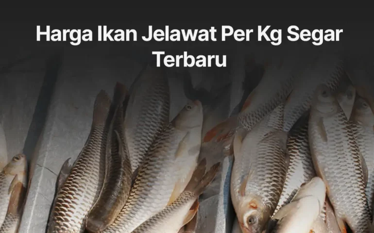 harga ikan jelawat