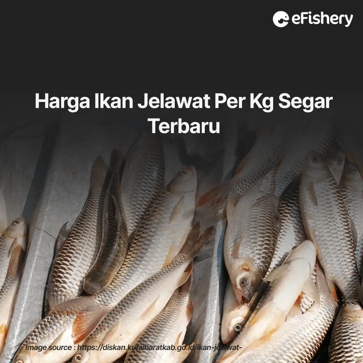 harga ikan jelawat