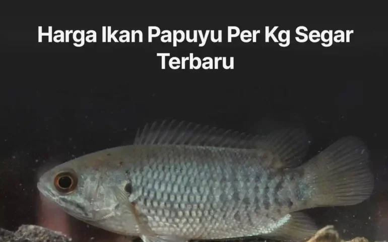 harga ikan papuyu