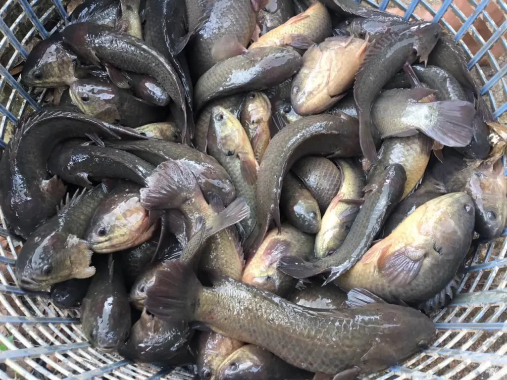 harga ikan papuyu per kg