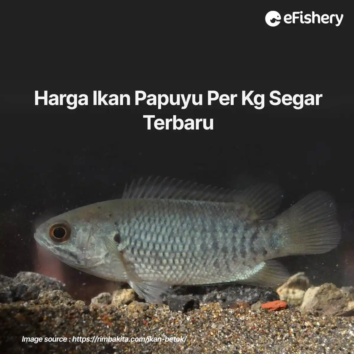 harga ikan papuyu