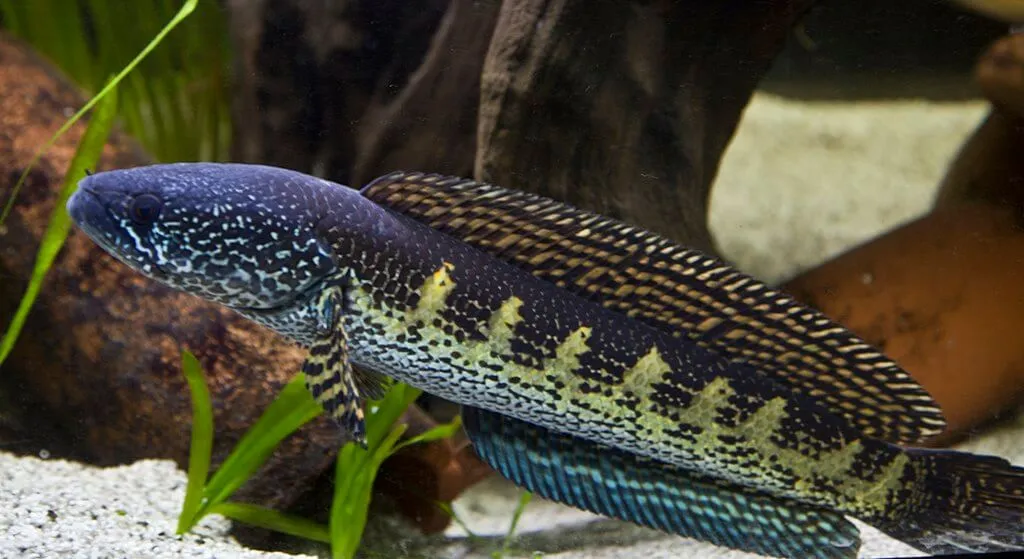 ikan gabus auranti