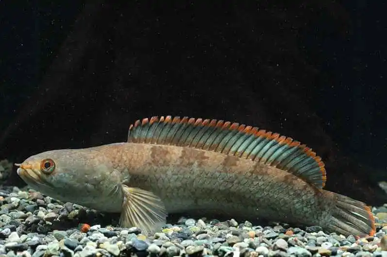 ikan gabus gachua