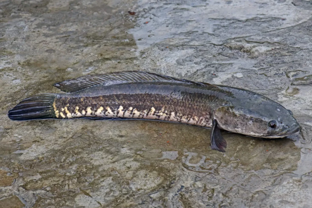 ikan gabus striata