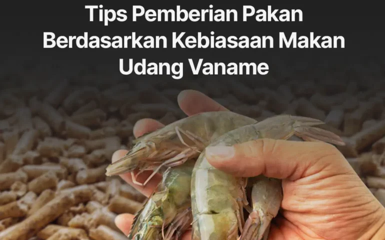 tips pemberian pakan berdasarkan kebiasaan makan udang vaname