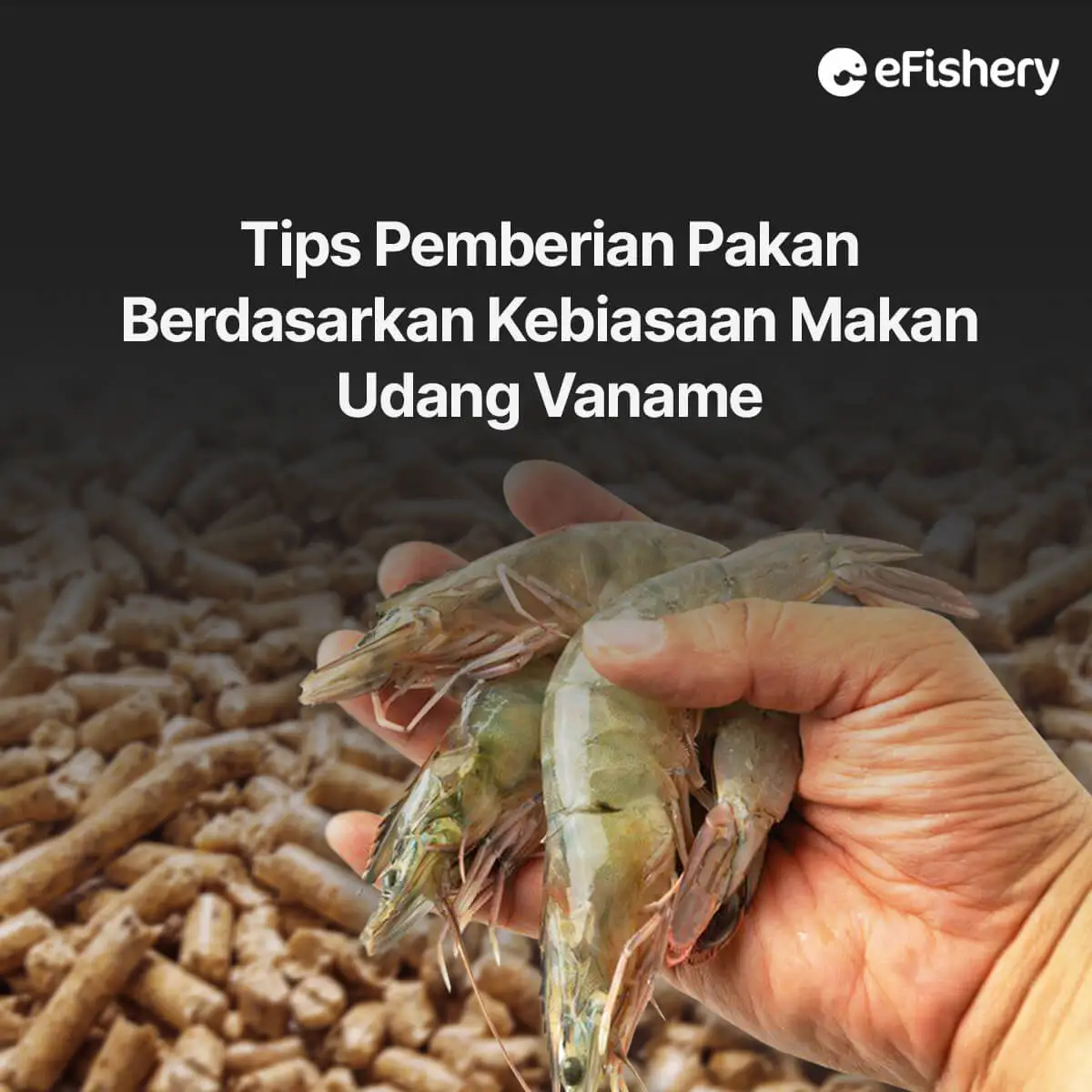 tips pemberian pakan berdasarkan kebiasaan makan udang vaname