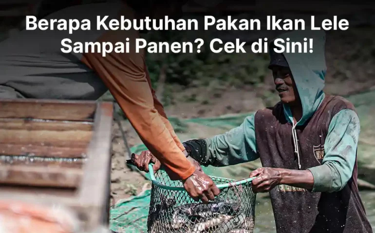 kebutuhan pakan ikan lele sampai panen