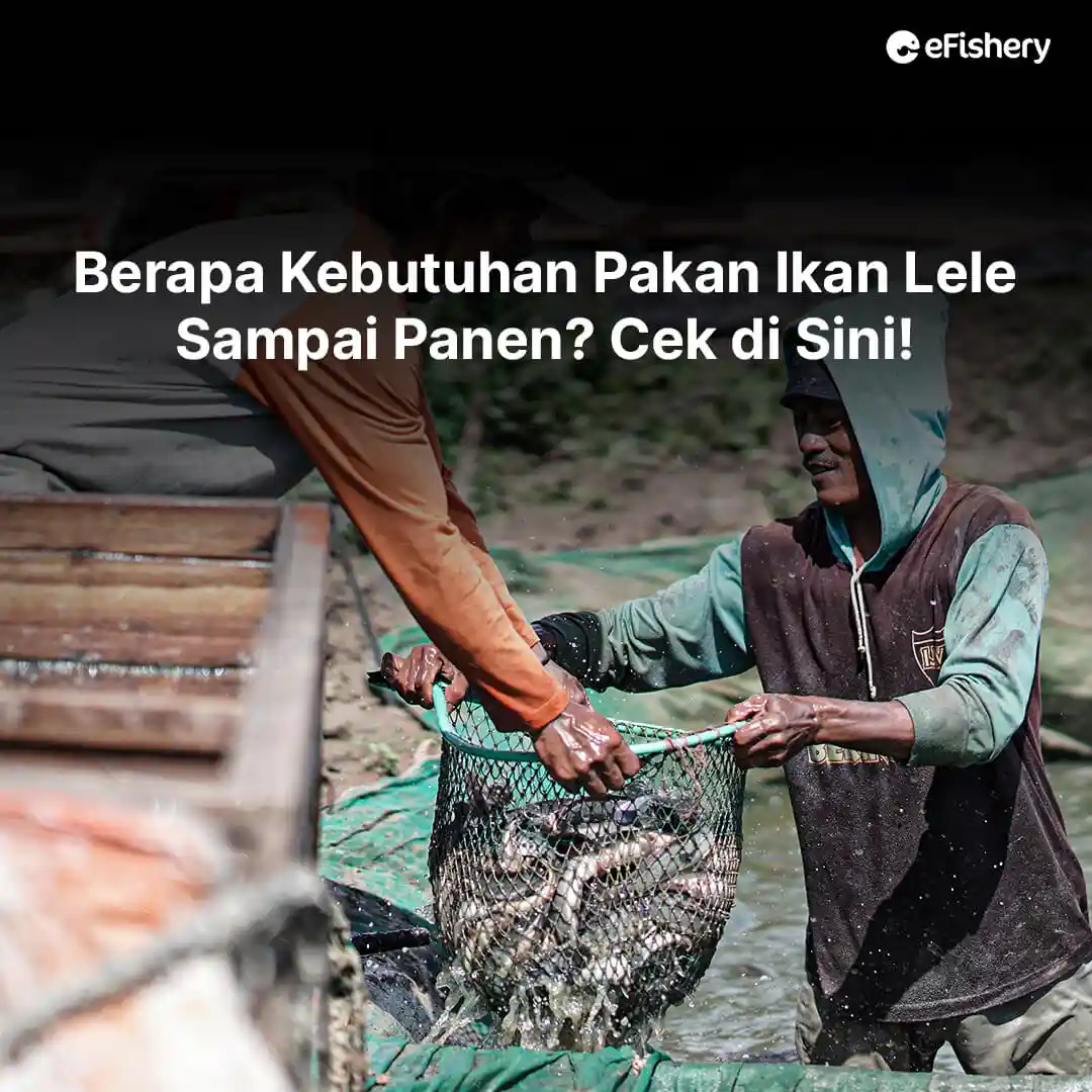 kebutuhan pakan ikan lele sampai panen