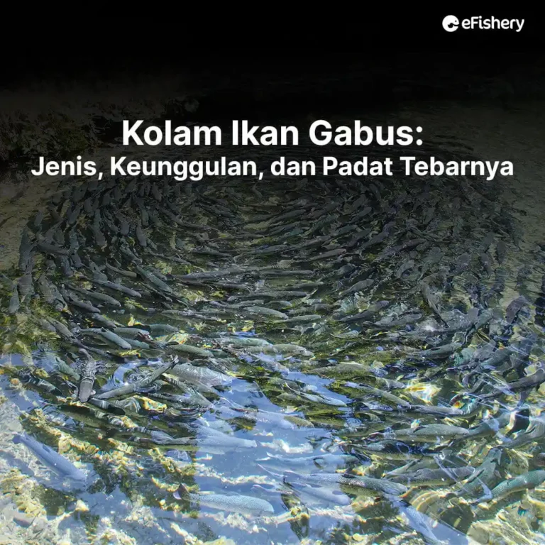 kolam ikan gabus