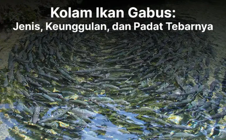 kolam ikan gabus