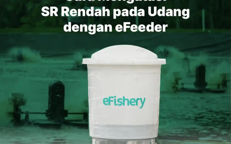 cara mengatasi sr rendah pada udang dengan efeeder