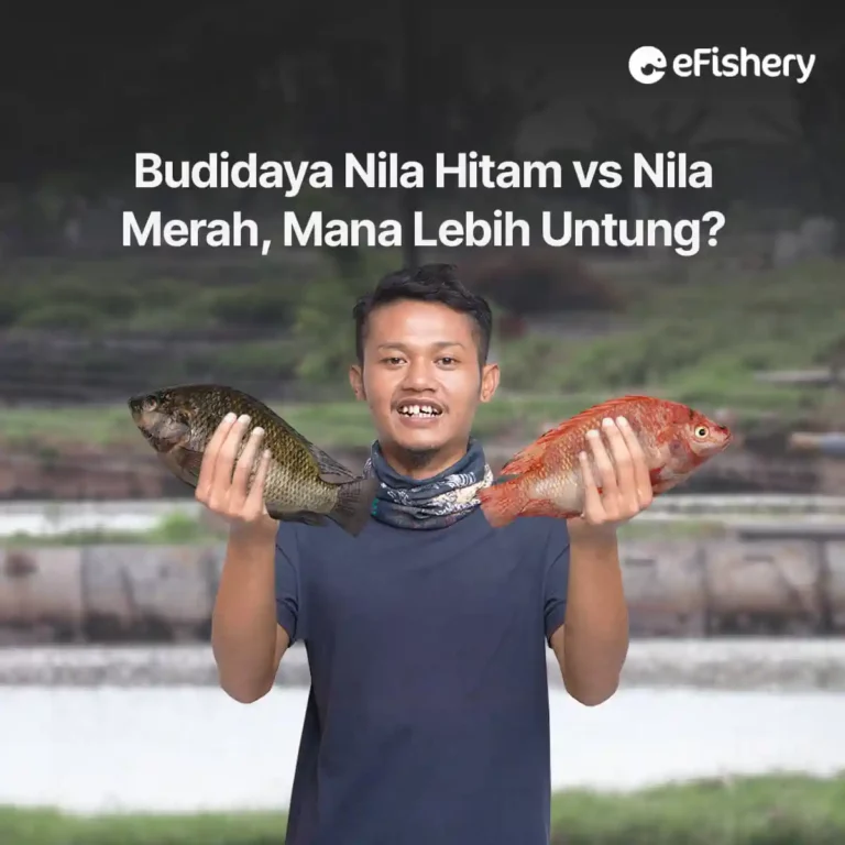 nila hitam vs nila merah