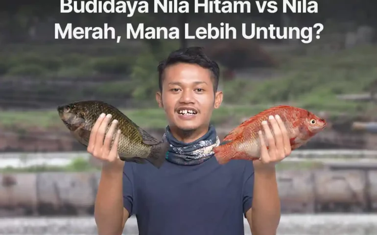 nila hitam vs nila merah